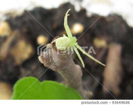 D8849 Crab spider D8849 Crab spider 93649686
