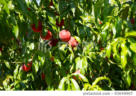 Ripe peaches on tree Ripe peaches on tree 93649907