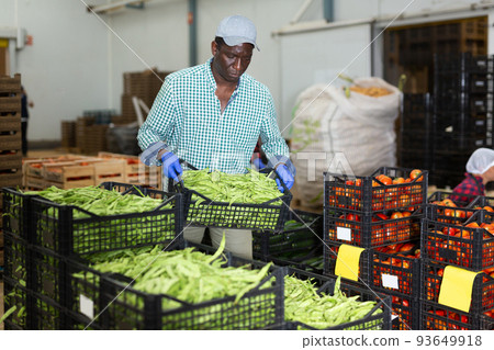 Loader dragging boxes of beans in vegetable processing factory Loader dragging boxes of beans in vegetable processing factory 93649918