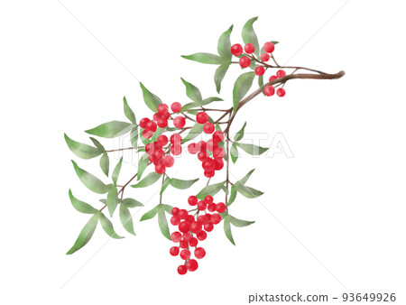 Realistic watercolor illustration of nandina 93649926