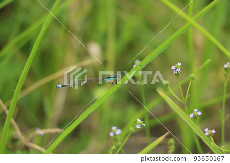 Ao montitonbo的男性 Ao montitonbo的男性 93650167