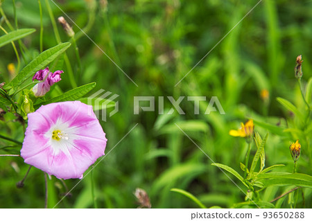 Flower garden Flower garden 93650288