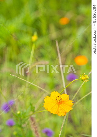 花園 花園 93650294