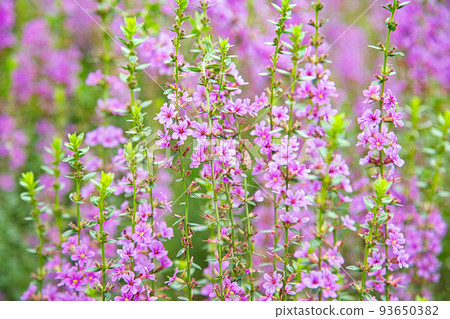 Flower garden 93650382