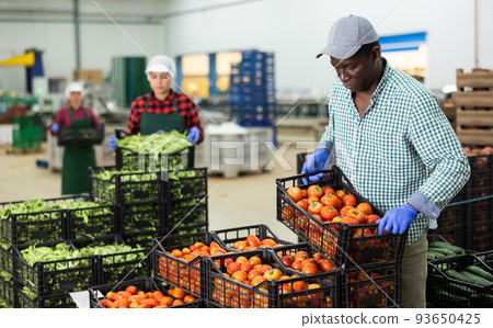 Food factory warehouse worker stacks crates of tomatoes Food factory warehouse worker stacks crates of tomatoes 93650425