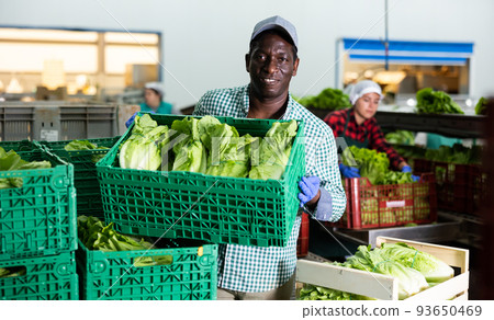 Man working on sorting line in vegetable factory, stacking plastic boxes with selected green lettuce prepared for storage or delivery to stores Man working on sorting line in vegetable factory, stacking plastic boxes with selected green lettuce prepared for storage or delivery to stores 93650469