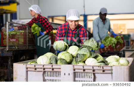 Female employee in sorting factory for agricultural products working in warehouse of vegetables, checking organic cabbage into boxes Female employee in sorting factory for agricultural products working in warehouse of vegetables, checking organic cabbage into boxes 93650492