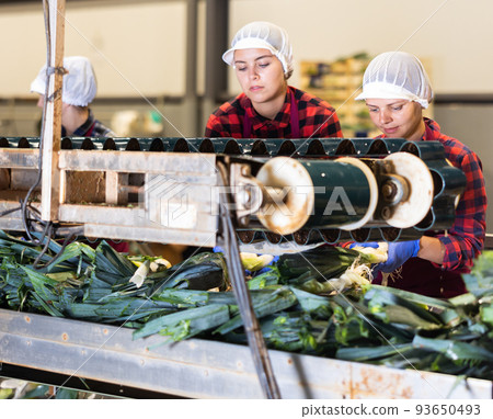 Women sorting leek in vegetable factory Women sorting leek in vegetable factory 93650493