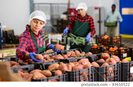 Warehouse worker checks the quality of harvested potato crop 93650522