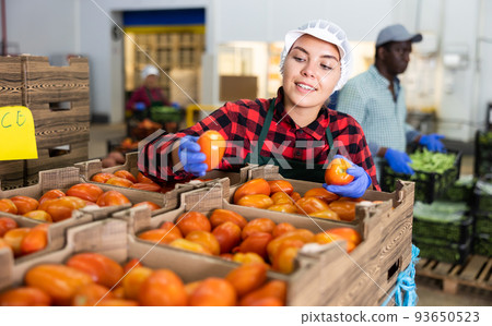 Woman working carefully sorts ripe tomatoes into boxes in factory warehouse 93650523