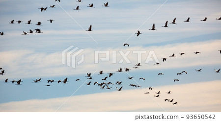 Cranes flying in blue sky Cranes flying in blue sky 93650542