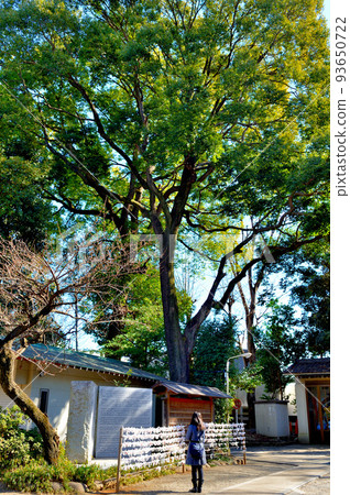 Yoyogi Hachimangu Shrine Winter worshipers Yoyogi Hachimangu Shrine Winter worshipers 93650722