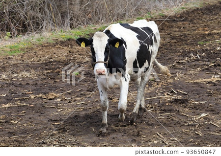 Hokkaido Hidaka region cute cow 93650847