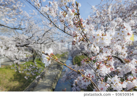 Cherry blossoms _ scenery along the river 93650934