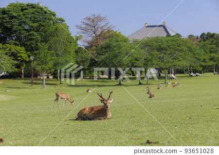 奈良公園的鹿_May 奈良公園的鹿_May 93651028