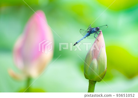 棲息在男鹿蓮花芽上的白蜻蜓 棲息在男鹿蓮花芽上的白蜻蜓 93651052