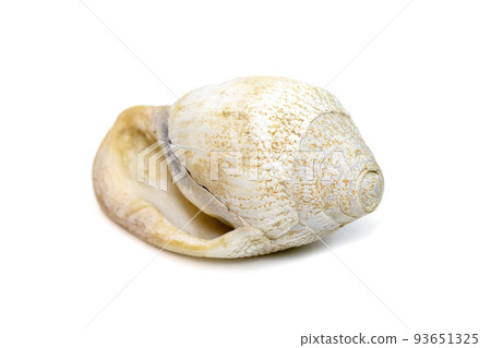 Image of very old white phalium granulatum sea shell isolated on white background. Undersea Animals. Sea Shells. 93651325