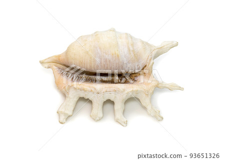 Image of lambis scorpius sea shell, common name the scorpion conch or scorpion spider conch, is a species of large sea snail, a marine gastropod mollusk in the family Strombidae, the true conchs on a 93651326