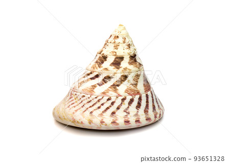 Image of Rochia nilotica, common name the commercial top shell, is a species of sea snail, a marine gastropod mollusk in the family Tegulidae isolated on white background. Undersea Animals. Sea 93651328