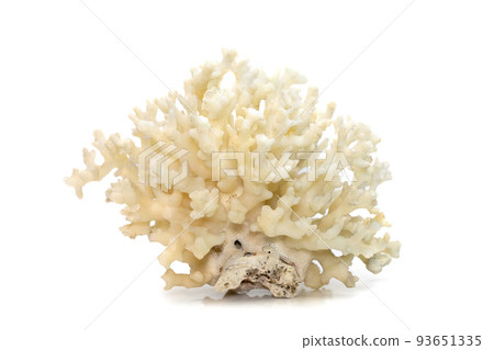 Image of dead white coral cubes on a white background. Undersea Animals. 93651335