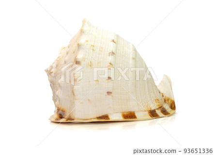 Image of Horned Helmet sea shells. (cassis Cornuta) is a species of extremely large sea snail isolated on white background. Undersea Animals. Sea Shells. Image of Horned Helmet sea shells. (cassis Cornuta) is a species of extremely large sea snail isolated on white background. Undersea Animals. Sea Shells. 93651336