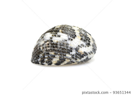 Image of nerita undata shell is a species of sea snail, a marine gastropod mollusk in the family neritidae isolated on white background. Undersea Animals. Sea Shells. Image of nerita undata shell is a species of sea snail, a marine gastropod mollusk in the family neritidae isolated on white background. Undersea Animals. Sea Shells. 93651344