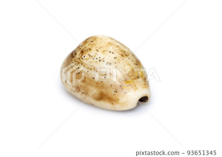 Luria isabella, common names Isabel's cowry, Isabella cowry or fawn-coloured cowry, is a species of sea snail, a cowry, a marine gastropod mollusk in the family Cypraeidae, the cowries isolated on Luria isabella, common names Isabel's cowry, Isabella cowry or fawn-coloured cowry, is a species of sea snail, a cowry, a marine gastropod mollusk in the family Cypraeidae, the cowries isolated on 93651345