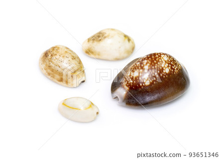 Group a marine gastropod mollusk in the family Cypraeidae isolated on white background. Undersea Animals. Sea Shells. Group a marine gastropod mollusk in the family Cypraeidae isolated on white background. Undersea Animals. Sea Shells. 93651346