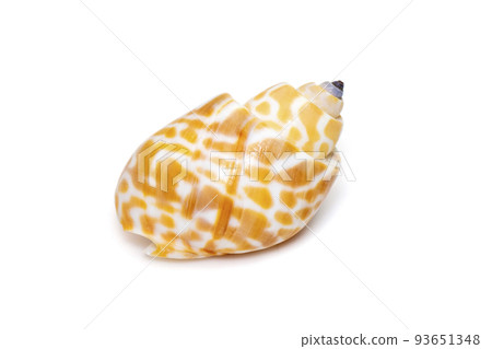 Image of babylonia spirata, common name the Spiral Babylon, is a species of sea snail, a marine gastropod mollusk, in the family Babyloniidae. isolated on white background. Sea snail. Undersea 93651348