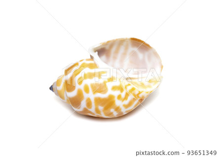 Image of babylonia spirata, common name the Spiral Babylon, is a species of sea snail, a marine gastropod mollusk, in the family Babyloniidae. isolated on white background. Sea snail. Undersea 93651349