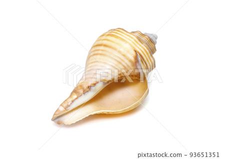Image of hemifusus sea shells a genus of marine gastropod mollusks in the family Melongenidae isolated on white background. Undersea Animals. Sea Shells. Image of hemifusus sea shells a genus of marine gastropod mollusks in the family Melongenidae isolated on white background. Undersea Animals. Sea Shells. 93651351