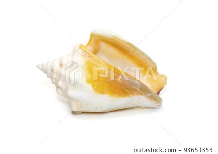 Image of strombus alatus sea shell, the Florida fighting conch, is a species of medium-sized, warm-water sea snail, a marine gastropod mollusk in the family Strombidae, the true conchs isolated on Image of strombus alatus sea shell, the Florida fighting conch, is a species of medium-sized, warm-water sea snail, a marine gastropod mollusk in the family Strombidae, the true conchs isolated on 93651353