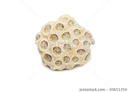 Image of coral cubes on a white background. Undersea Animals. 93651354