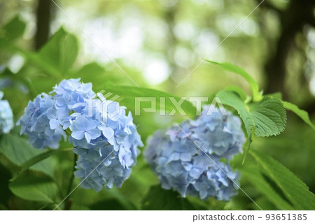 Hydrangea in Hokkaido 93651385