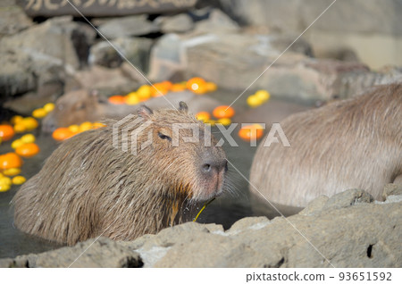 Izu capybara hot spring 93651592