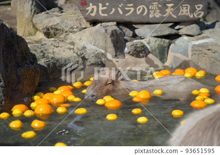 Izu capybara hot spring 93651595