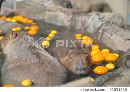 Izu capybara hot spring 93651616