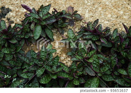 Hemigraphis exotica 93651637