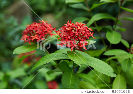 Red santanka 93651638