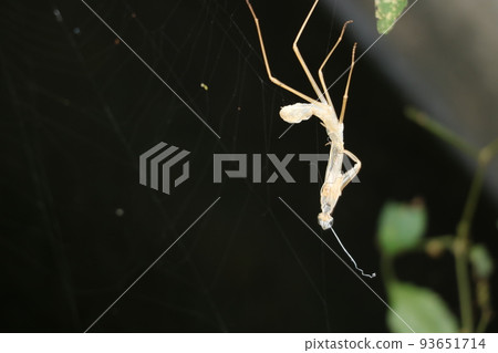 螳螂殼被蜘蛛網纏住 93651714