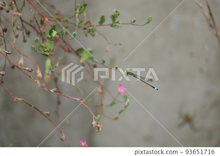 Ao montitonbo的男性 93651716