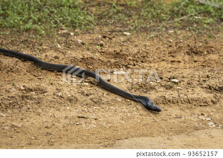 full length Indian cobra or Naja naja or spectacled cobra or Asian cobra a venomous snake serpent with tongue out at forest of central india - binocellate cobra 93652157