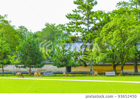 奈良公園的風景 93652450