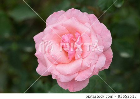  粉紅玫瑰花朵 93652515
