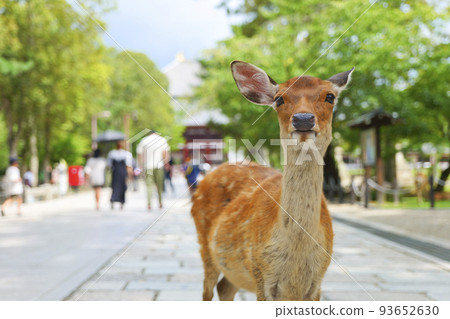 奈良公園的鹿 93652630