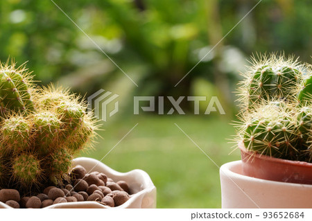 Minimal green cactus houseplant on green background 93652684