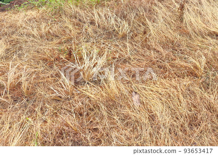 枯草 93653417