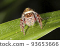 Garden Jumping Spider, Opisthoncus parcedentatus 93653666