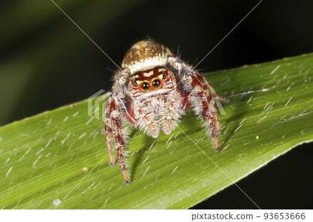 Garden Jumping Spider, Opisthoncus parcedentatus 93653666