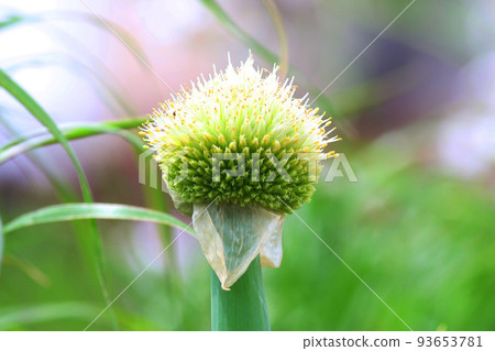 大蔥剃光 93653781